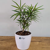Finger Aralia, with 5.5 inches white decor pot